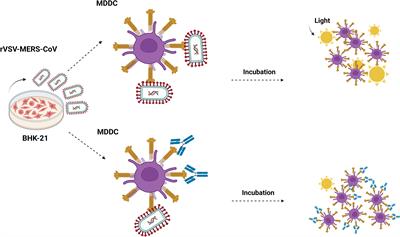 The role of DC-SIGN as a trans-receptor in infection by MERS-CoV